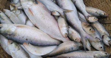 বেস্ট কলকাতা নিউজ : জামাইষষ্ঠীর ইলিশ মাছ কিনতে গিয়ে হাত পুড়লো শ্বশুরবাড়ির লোকেদের