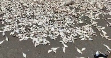 বেস্ট কলকাতা নিউজ : লক্ষ লক্ষ টাকার সামুদ্রিক মাছ ছড়িয়ে নন্দকুমার-দিঘা জাতীয় সড়কে