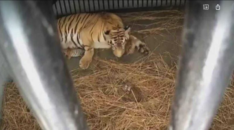 বেস্ট কলকাতা নিউজ : বেঙ্গল সাফারি পার্কে আসতে পারে ব্ল্যাক প্যান্থার, জিরাফ, জেব্রা, জন্ম তিনটি শাবকের!