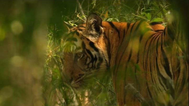 বেস্ট কলকাতা নিউজ : বাঘ দেখতে রেকর্ড ভীড়, বেঙ্গল সাফারিতে মানুষের আগ্রহ শুধুমাত্র বাঘকে নিয়েই