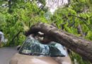 বেস্ট কলকাতা নিউজ : আস্ত একটা গাছ হুড়মুড়িয়ে পড়ল খোদ পুলিশের গাড়ির উপর , চরম এক সাংঘাতিক কাণ্ড সল্টলেকে