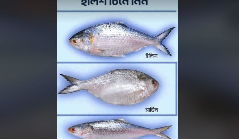 বেস্ট কলকাতা নিউজ : অল্প কয়েকদিনের মধ্যেই শুরু বর্ষার মৌসুম,জেনে নিন খাঁটি ইলিশ চেনার উপায়