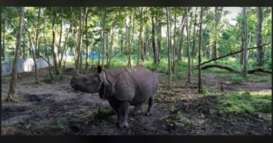 বেস্ট কলকাতা নিউজ : বেঙ্গল সাফারিতে ক্রমশ জনপ্রিয় হচ্ছে "ভীম" দেখতে আসছেন শয়ে শয়ে মানুষ