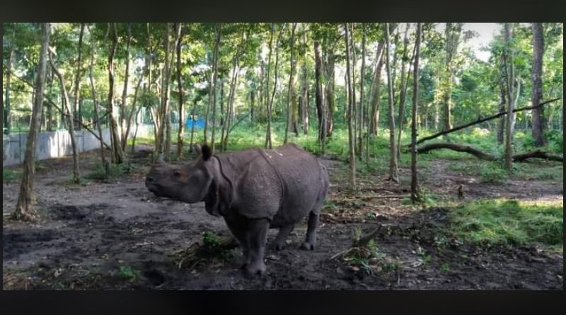 বেস্ট কলকাতা নিউজ : বেঙ্গল সাফারিতে ক্রমশ জনপ্রিয় হচ্ছে "ভীম" দেখতে আসছেন শয়ে শয়ে মানুষ