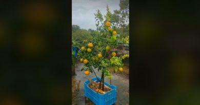 বেস্ট কলকাতা নিউজ : কেন কমে যাচ্ছে দার্জিলিং এর কমলার কদর? এর কারন কি অন্য এলাকার কমলার জনপ্রিয়তা বাড়ছে?