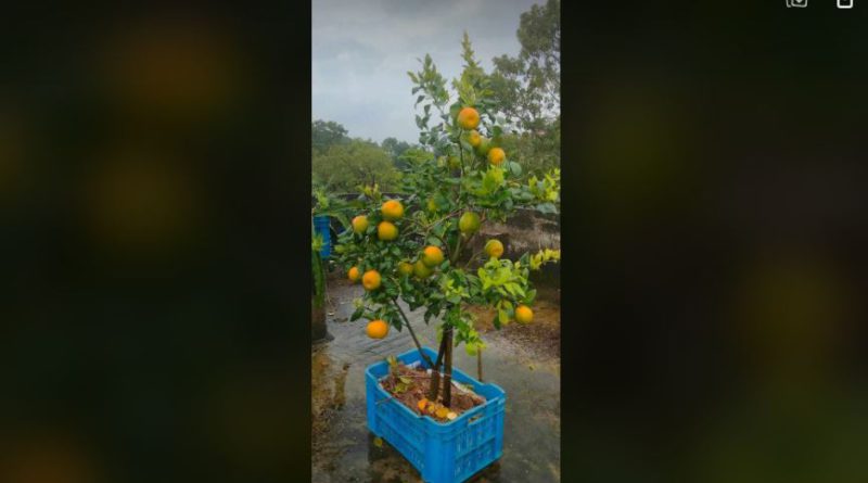 বেস্ট কলকাতা নিউজ : কেন কমে যাচ্ছে দার্জিলিং এর কমলার কদর? এর কারন কি অন্য এলাকার কমলার জনপ্রিয়তা বাড়ছে?