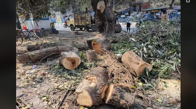 বেস্ট কলকাতা নিউজ : গাছ কাটাকে কেন্দ্র করে বিতর্ক ক্রমশ বাড়ছে শিলিগুড়িতে