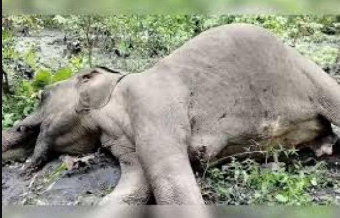 বেস্ট কলকাতা নিউজ : উত্তরবঙ্গে ক্রমশ বাড়ছে হাতির মৃত্যু, চরম দুশ্চিন্তায় প্রশাসন