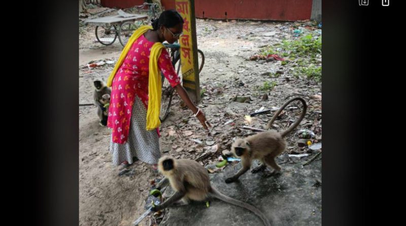 বেস্ট কলকাতা নিউজ : সকাল থেকে বাঁদরদের খাওয়ান পেশায় গৃহশিক্ষিকা চন্দনা ব্যানার্জি , জানান ওদের মধ্যেই ঈশ্বর থাকেন