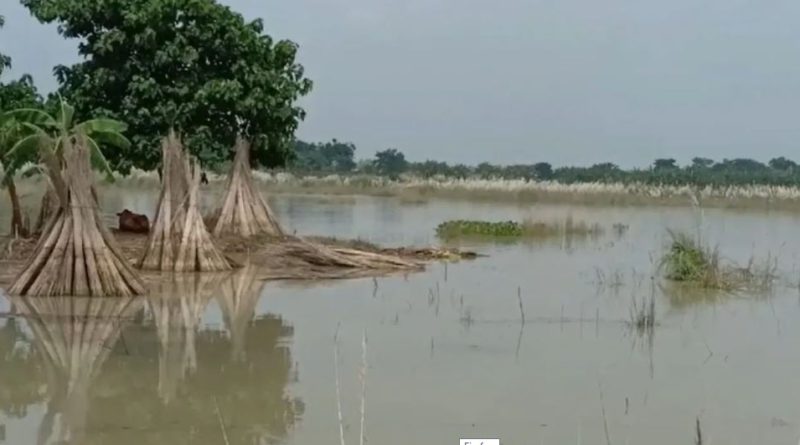 বেস্ট কলকাতা নিউজ : ভাগীরথীর করাল গ্রাসে গিয়েছে ধান-পাট, সর্বস্ব হারিয়ে এখন চরম নিঃস্ব কাটোয়ার চাষিরা