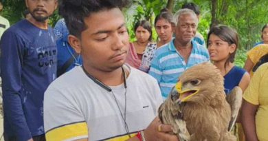 বেস্ট কলকাতা নিউজ : রায়গঞ্জের গোয়ালপাড়া থেকে উদ্ধার হল এক বিরল প্রজাতির চিল