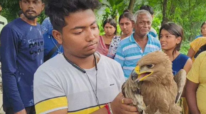 বেস্ট কলকাতা নিউজ : রায়গঞ্জের গোয়ালপাড়া থেকে উদ্ধার হল এক বিরল প্রজাতির চিল