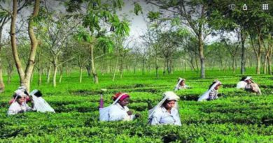 বেস্ট কলকাতা নিউজ : ফের বন্ধের মুখে উত্তরবঙ্গের ৩০ হাজার চা বাগান, কর্মহীন হতে পারেন চা শ্রমিকেরা