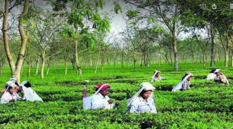 বেস্ট কলকাতা নিউজ : ফের বন্ধের মুখে উত্তরবঙ্গের ৩০ হাজার চা বাগান, কর্মহীন হতে পারেন চা শ্রমিকেরা