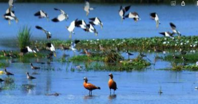 বেস্ট কলকাতা নিউজ : ক্রমশ পড়ছে শীত, পরিযায়ী পাখিরা আসছে শুরু করেছে মহানন্দা ব্যারেজ, পোড়াঝাড় এলাকায়