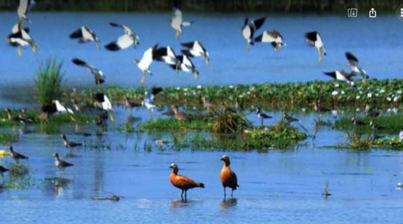 বেস্ট কলকাতা নিউজ : ক্রমশ পড়ছে শীত, পরিযায়ী পাখিরা আসছে শুরু করেছে মহানন্দা ব্যারেজ, পোড়াঝাড় এলাকায়