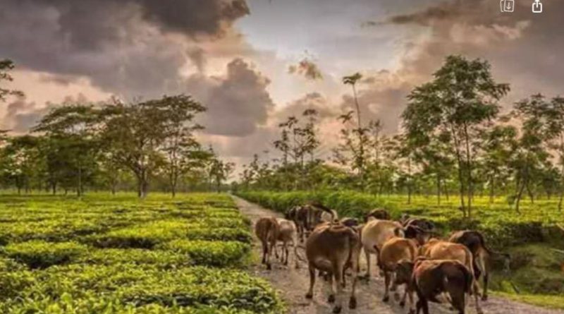 বেস্ট কলকাতা নিউজ : খুব শীঘ্রই তৈরি হচ্ছে ভারত ভুটান রেলপথ, প্রবল উৎসাহী পাহাড়ের মানুষেরাও