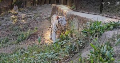 বেস্ট কলকাতা নিউজ : অবশেষে ৬ নতুন অতিথি এলো পদ্মযা নাইডু জিওলজিক্যাল পার্কে