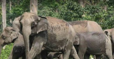 বেস্ট কলকাতা নিউজ : খাবার না পেয়ে হাতিরা ক্রমশ চলে আসছে শহরে, চরম বিপাকে সাধারণ মানুষ