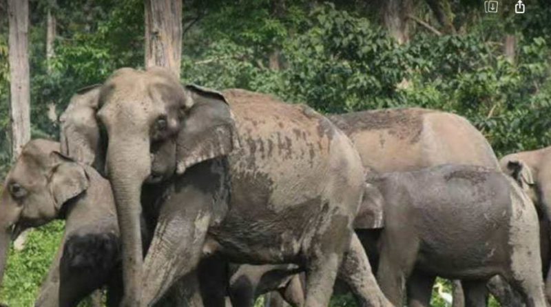 বেস্ট কলকাতা নিউজ : খাবার না পেয়ে হাতিরা ক্রমশ চলে আসছে শহরে, চরম বিপাকে সাধারণ মানুষ