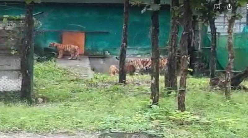 বেস্ট কলকাতা নিউজ : মায়ের কামড়ের আঘাতে মৃত্যু তিন রয়েল বেঙ্গল টাইগারের শাবকের, শত চেষ্টা করেও বাঁচাতে পারলো না বেঙ্গল সাফারি কর্তৃপক্ষ