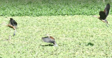 বেস্ট কলকাতা নিউজ : গোটা উত্তরবঙ্গ জুড়ে বাড়ছে জল দূষণ, সেই কারণে আস্তানা বদলাচ্ছে পরিযায়ী পাখিরা