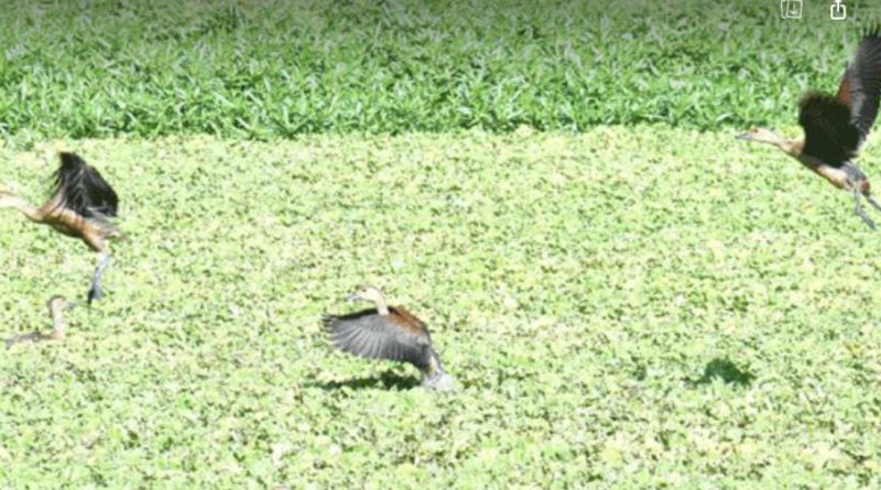 বেস্ট কলকাতা নিউজ : গোটা উত্তরবঙ্গ জুড়ে বাড়ছে জল দূষণ, সেই কারণে আস্তানা বদলাচ্ছে পরিযায়ী পাখিরা