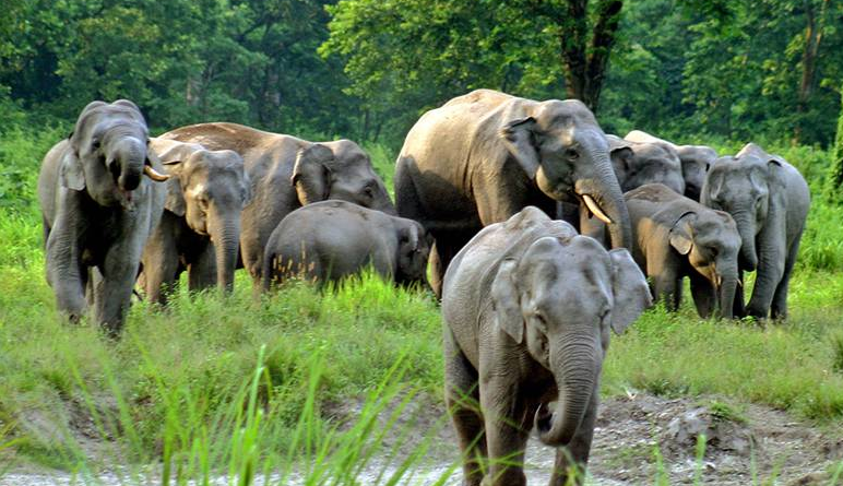 বেস্ট কলকাতা নিউজ : নেপথ্যে আছে হাতি , বিয়ে হচ্ছে না ধুপগুড়ির অবিবাহিত যুবক যুবতীদের