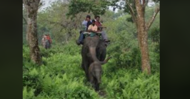 বেস্ট কলকাতা নিউজ : গরু মারাতে শুরু হল হাতি সাফারি, টিকিটের জন্য হাহাকার পর্যটকদের মধ্যে