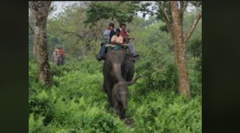 বেস্ট কলকাতা নিউজ : গরু মারাতে শুরু হল হাতি সাফারি, টিকিটের জন্য হাহাকার পর্যটকদের মধ্যে