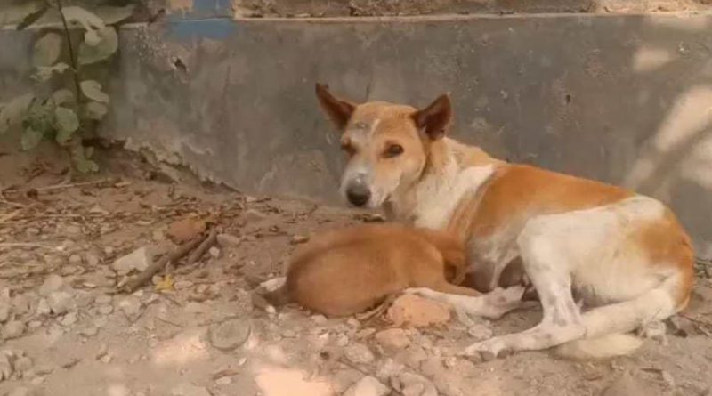 বেস্ট কলকাতা নিউজ : পথ কুকুরকে ধারালো অস্ত্রের কোপ ,অভিযুক্তের শাস্তির দাবি করলেন স্থানীয়রা