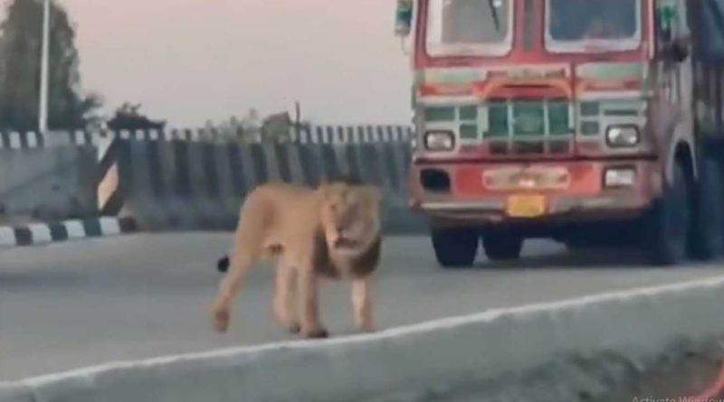 বেস্ট কলকাতা নিউজ : রাজার চালে থমকে গেল রাজপথ, অবাক হবেন তারপর কী হল জানলে পরে