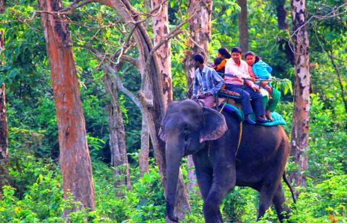 বেস্ট কলকাতা নিউজ : কম খরচে করা যাবে হাতি সাফারি! গরুমারার অত্যাধুনিক ব্যবস্থায় খুশি পর্যটকরা