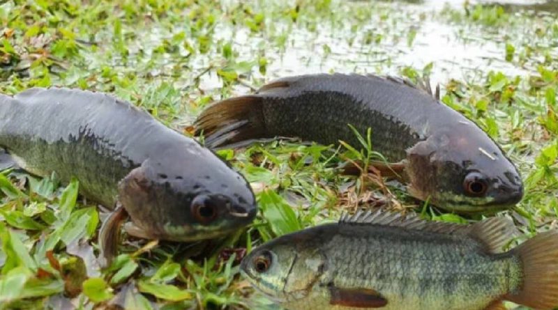 বেস্ট কলকাতা নিউজ : মহা বিপত্তি জ্যান্ত মাছ গিলে ফেলার জেরে, ছিন্নভিন্ন হল গলার নলি, যন্ত্রণায় ছটফট করতে করতে মৃত্যু হল কেরলের এক যুবকের