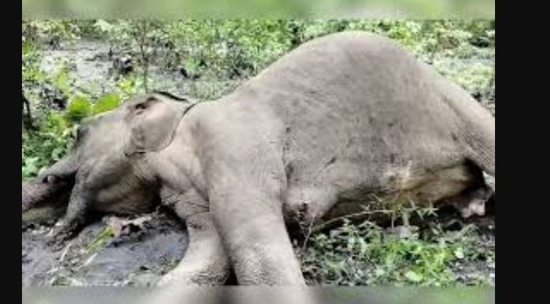 বেস্ট কলকাতা নিউজ : উত্তরবঙ্গে ক্রমশ বাড়ছে হাতির মৃত্যু, চরম দুশ্চিন্তায় প্রশাসন