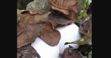 বেস্ট কলকাতা নিউজ : জলপাইগুড়ির ডেঙ্গুয়াঝাড় চা বাগানে সংরক্ষণ করা হচ্ছে ময়ূর এবং ময়ূরের ডিম, বাহবা দিচ্ছেন সাধারণ মানুষ