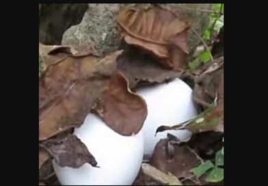 বেস্ট কলকাতা নিউজ : জলপাইগুড়ির ডেঙ্গুয়াঝাড় চা বাগানে সংরক্ষণ করা হচ্ছে ময়ূর এবং ময়ূরের ডিম, বাহবা দিচ্ছেন সাধারণ মানুষ