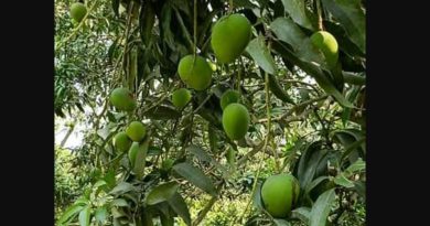 বেস্ট কলকাতা নিউজ : আসছে চলেছে জৈষ্ঠ মাস, অথচ শিলিগুড়িতে কোনো রকম দেখা নেই আমের