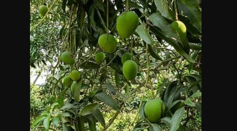বেস্ট কলকাতা নিউজ : আসছে চলেছে জৈষ্ঠ মাস, অথচ শিলিগুড়িতে কোনো রকম দেখা নেই আমের
