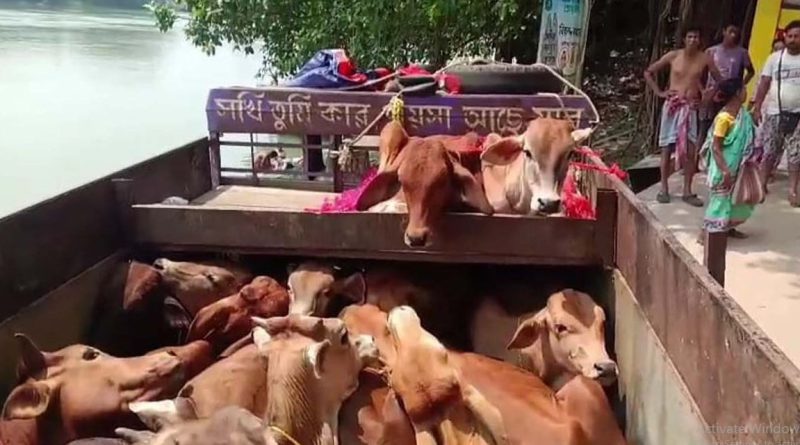 বেস্ট কলকাতা নিউজ : ভয়াবহ দুর্ঘটনার জেরে প্রকাশ্যে এল গরু পাচারের নতুন রুট! ব্যাপক চাঞ্চল্য ছাড়ালো লালবাগ-সাহাপুর ঘাটে