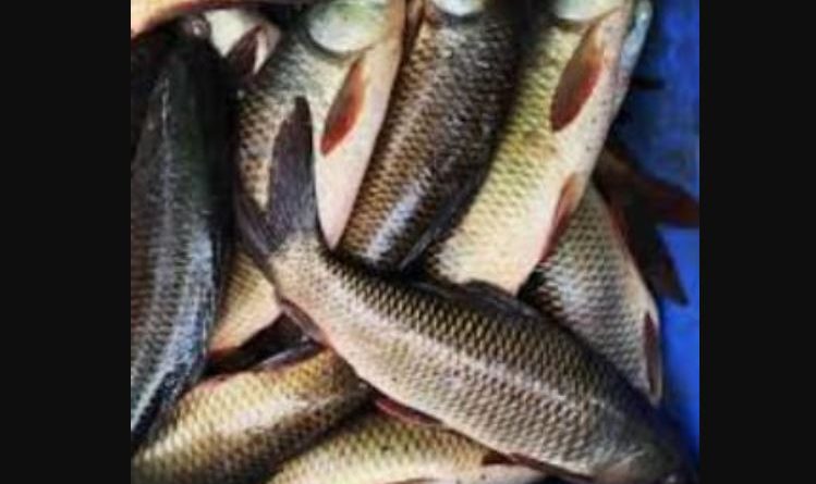 বেস্ট কলকাতা নিউজ : মাছের বাজার নিয়ে চরম আসন্তোষ, অবশেষে বন্ধের ডাক দুই গোষ্ঠীর