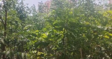বেস্ট কলকাতা নিউজ : আবাসিকদের উদ্যোগে আবাসনে তৈরি হয়েছে ছোটখাটো অরণ্য ! গরমকে হারাতে নতুন পথের সন্ধান ফরিদাবাদের এক আবাসনের