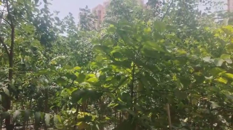 বেস্ট কলকাতা নিউজ : আবাসিকদের উদ্যোগে আবাসনে তৈরি হয়েছে ছোটখাটো অরণ্য ! গরমকে হারাতে নতুন পথের সন্ধান ফরিদাবাদের এক আবাসনের