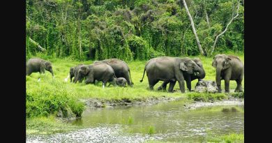 বেস্ট কলকাতা নিউজ : গভীর রাতে জলদাপাড়া সংলগ্ন এলাকায় হাতির ভয়াবহ হানায় মৃত্যু হল দুধের শিশুসহ একই পরিবারের তিন জনের