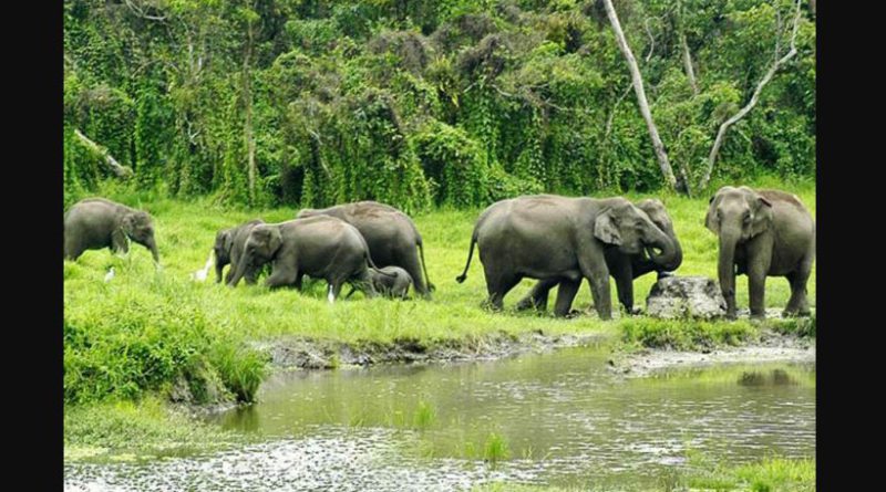 বেস্ট কলকাতা নিউজ : গভীর রাতে জলদাপাড়া সংলগ্ন এলাকায় হাতির ভয়াবহ হানায় মৃত্যু হল দুধের শিশুসহ একই পরিবারের তিন জনের