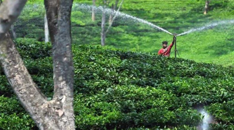 বেস্ট কলকাতা নিউজ : অবশেষে সরকারি উদ্যোগে ৬ মাসে খুলল বাংলার ১৫ টি বন্ধ চা-বাগান
