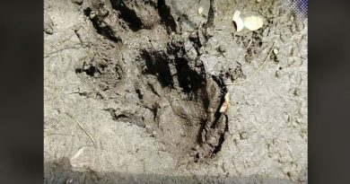 বেস্ট কলকাতা নিউজ : জলপাইগুড়ির পাহাড়পুরে পাওয়া গেল চিতাবাঘের পায়ের ছাপ, আতঙ্ক ছড়ালো এলাকার মানুষের মধ্যে