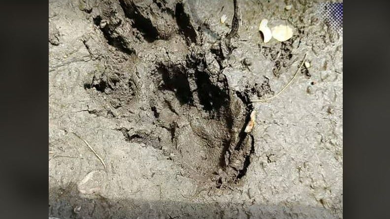 বেস্ট কলকাতা নিউজ : জলপাইগুড়ির পাহাড়পুরে পাওয়া গেল চিতাবাঘের পায়ের ছাপ, আতঙ্ক ছড়ালো এলাকার মানুষের মধ্যে