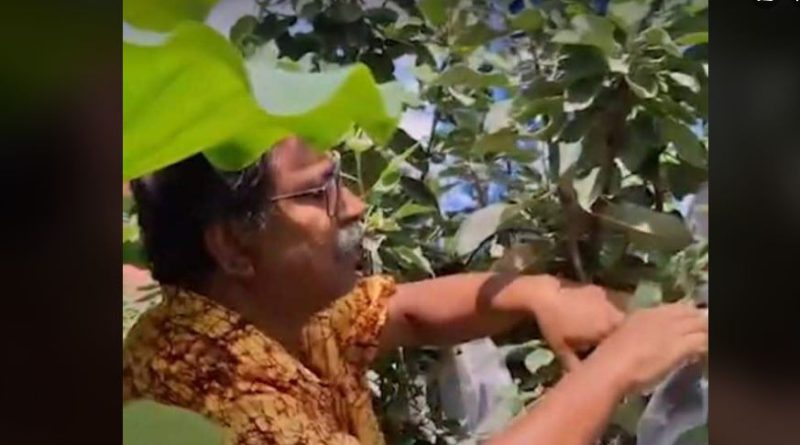 বেস্ট কলকাতা নিউজ : বাড়ির ছাদে আপেল চাষ করে সকলকে তাক লাগালেন শিলিগুড়ির এক স্কুল শিক্ষক