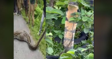 বেস্ট কলকাতা নিউজ : ডুয়ার্সের মালবাজারে ব্যাপক চঞ্চল্য ছড়ালো সাপের হানা ঘিরে